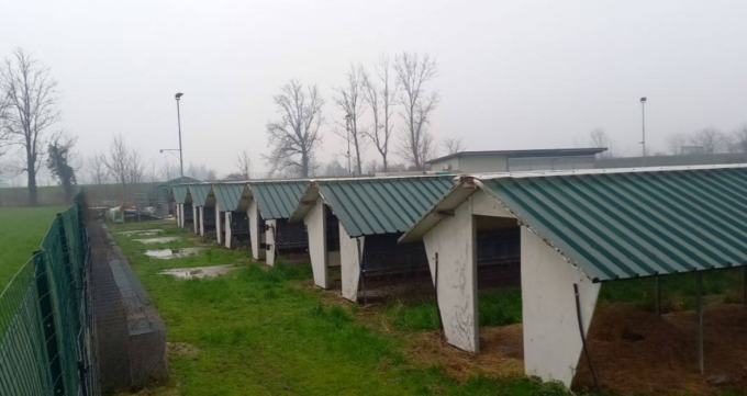 Scoperto focolaio Covid in allevamento di visoni della provincia di Cremona