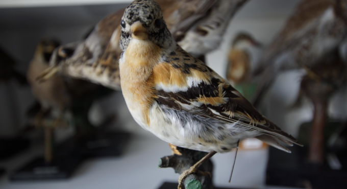 Maxi-sequestro di animali imbalsamati nel Cremonese: tassidermista nei guai