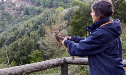 La Signora dei Falchi Anna Giordano a Cremona, sarà ospite del Museo di Storia Naturale