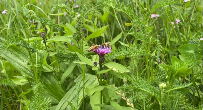 Colture più forti e sostenibili grazie alla biodiversità, una ricchezza per tutti