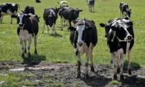 Lombardia approva il piano per abbattere le emissioni nel settore zootecnico