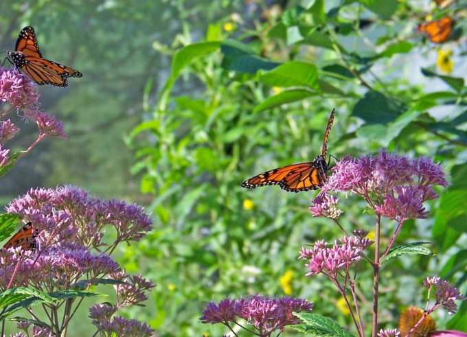 Ecco i fiori amici delle farfalle: aiutiamo la natura e coloriamo le nostre case