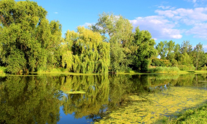 Riserve Naturali, Regione Lombardia stanzia oltre 120mila euro per 3 progetti in provincia di Cremona
