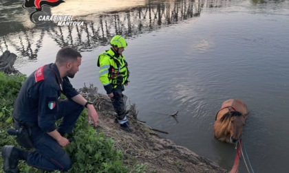 Cade nel fiume Oglio e non riesce più a risalire la riva, cavallo tratto in salvo