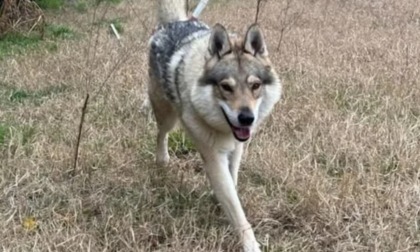 Dopo anni di isolamento rinchiuso in un box, il cane Sif cerca una nuova famiglia
