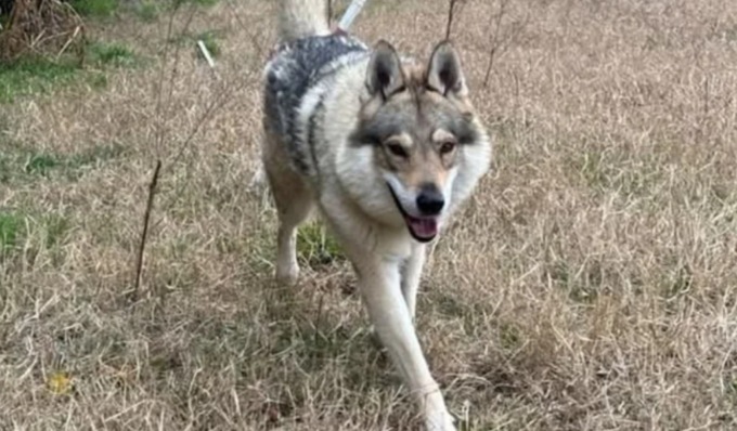 Dopo anni di isolamento rinchiuso in un box, il cane Sif cerca una nuova famiglia