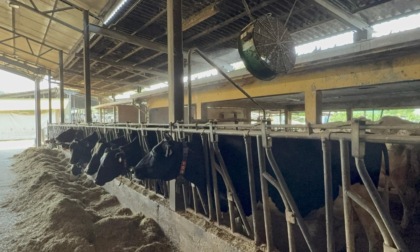 Caldo record: nelle stalle scattano ventilatori, doccette e pasti anti afa per gli animali