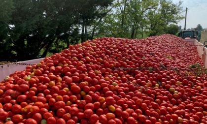 Pomodoro, le alte temperature fanno partire in anticipo la raccolta dell’oro rosso da salsa