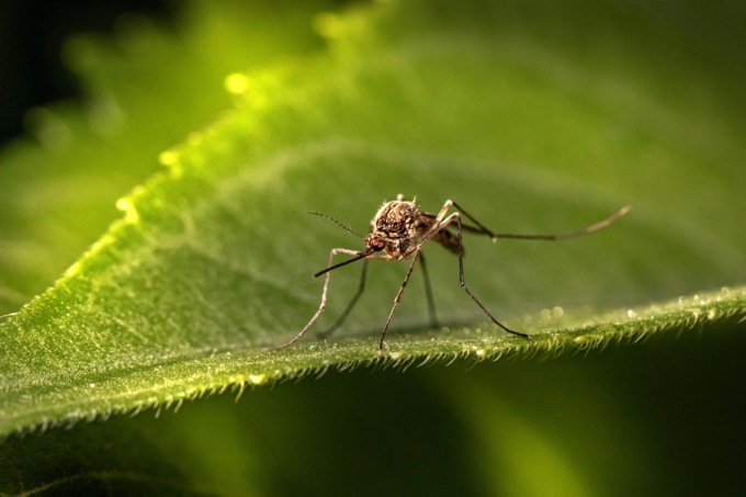Nessun caso di Dengue in provincia di Cremona: le analisi effettuate da Ats escludono il contagio
