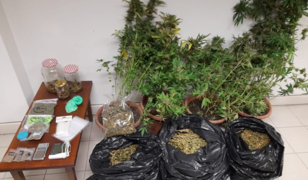 Maxi-sequestro di cannabis a Cremona: due arresti grazie a una segnalazione anonima