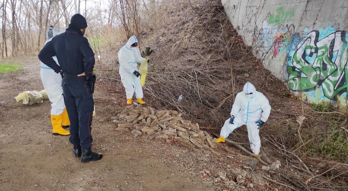 Circa 600 salami abbandonati nel Cremonese: maxi multa per azienda locale