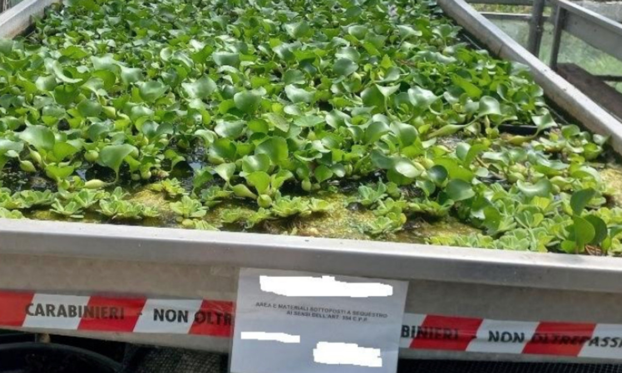 Scoperto traffico illegale di piante invasive, nei guai un’azienda agricola cremonese