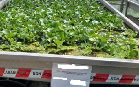 Scoperto traffico illegale di piante invasive, nei guai un’azienda agricola cremonese