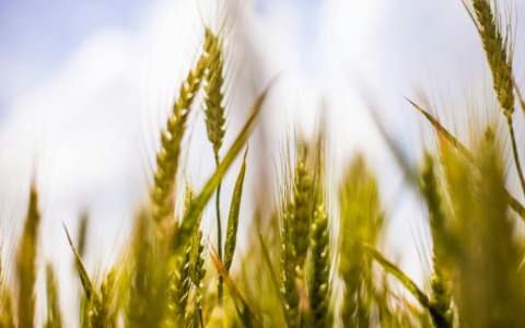 Cremona al centro dell’innovazione agricola: in arrivo le sperimentazioni TEA sul mais