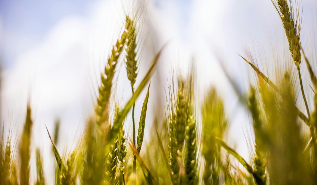 Cremona al centro dell’innovazione agricola: in arrivo le sperimentazioni TEA sul mais