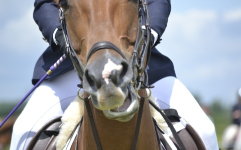 Il cavallo si imbizzarrisce e la fa cadere a terra, 48enne in ospedale in elisoccorso