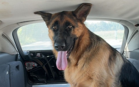 Cane Black ucciso da un carabiniere, LEAL: “Ipotesi maltrattamento”