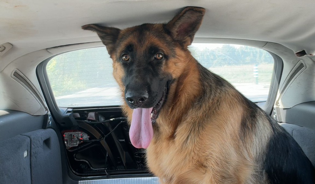 Cane Black ucciso da un carabiniere, LEAL: “Ipotesi maltrattamento”