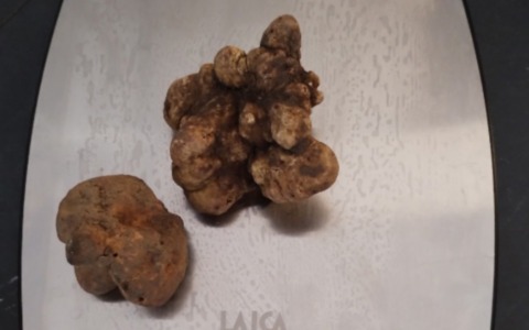 Vendono “finto” tartufo bianco d’Alba, due aziende cremonesi nei guai
