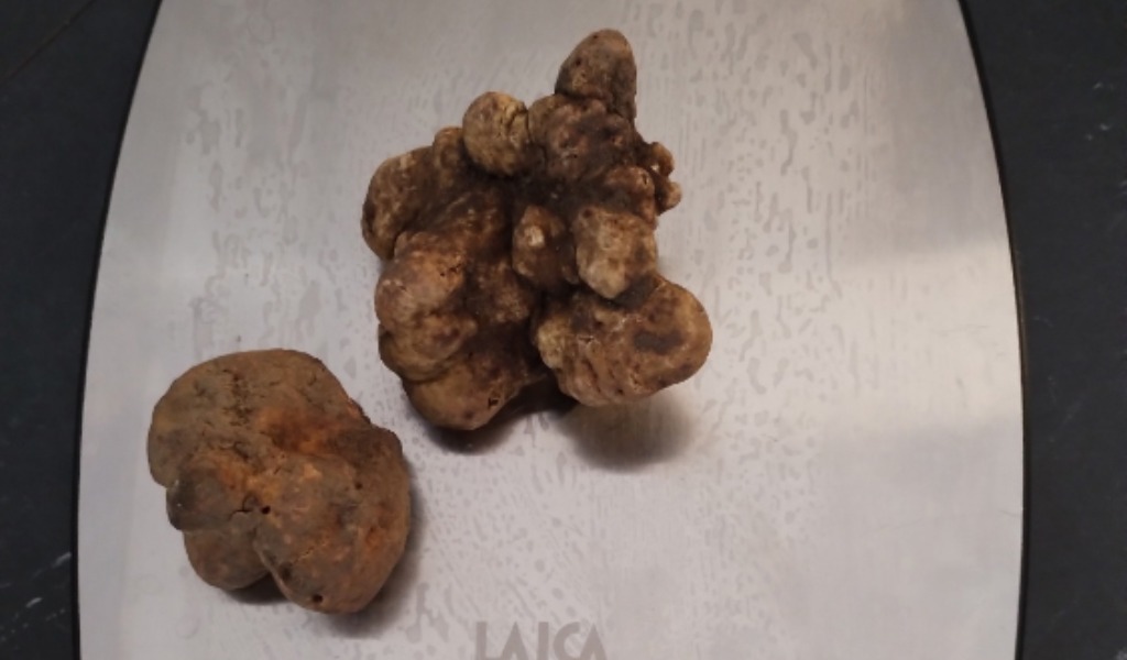 Vendono “finto” tartufo bianco d’Alba, due aziende cremonesi nei guai