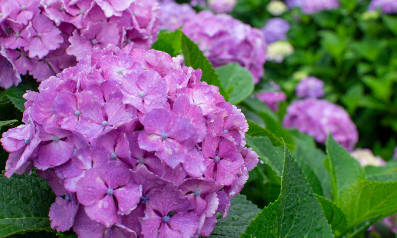 Gardensia a Crema e nel Cremasco: fiori per fermare la sclerosi multipla