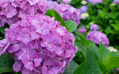 Gardensia a Crema e nel Cremasco: fiori per fermare la sclerosi multipla