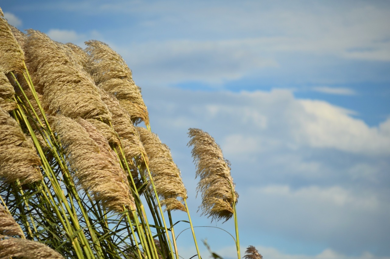 Allerta Meteo in Lombardia: anche nel Cremonese attese forti raffiche di vento