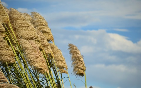 Allerta Meteo in Lombardia: anche nel Cremonese attese forti raffiche di vento