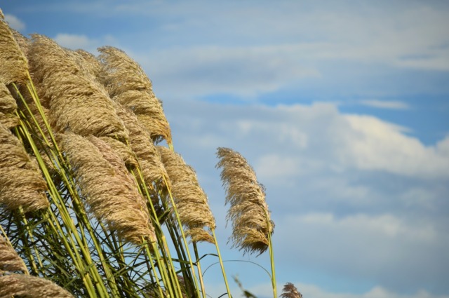 Allerta Meteo in Lombardia: anche nel Cremonese attese forti raffiche di vento