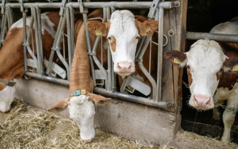 Report “Padania Avvelenata”: Cremona maglia nera per emissioni zootecniche