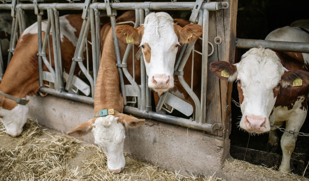 Report “Padania Avvelenata”: Cremona maglia nera per emissioni zootecniche