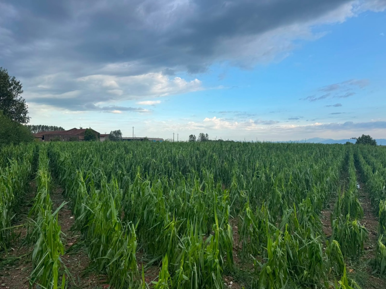 Tempesta di ghiaccio devasta le campagne della Lombardia: colture distrutte e strutture danneggiate