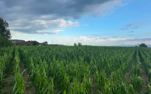 Tempesta di ghiaccio devasta le campagne della Lombardia: colture distrutte e strutture danneggiate